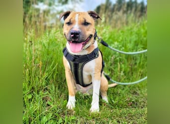Kalle - freundlicher Mini Bullterrier-Mix