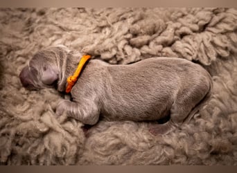Weimaraner-Mix Welpen aus liebevoller Verpaarung – 12 kleine Wunder suchen ihr Zuhause