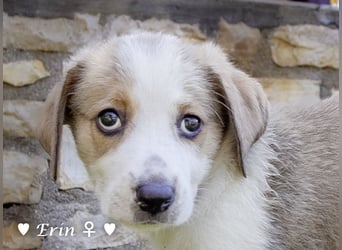 Kleine Überlebende aus den Bränden im August  suchen Familien