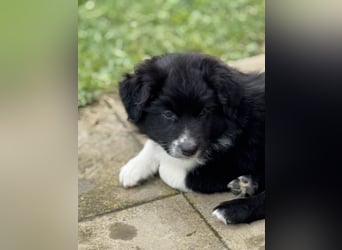 Australian Shepherd Welpen in  Black Bi