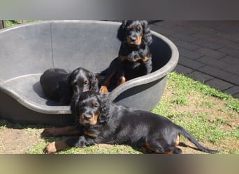 Verschmuste Gordon Setter aus familiärer Liebhaberzucht zu vermitteln