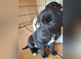 Mily- Kokoni-Mix Mädchen sucht Familie