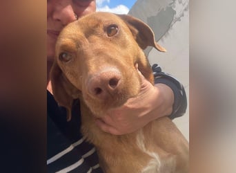 Laika - Vizsla Mix Schönheit sucht ihre Menschen