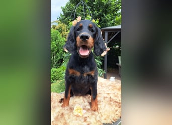 Gordon Setter Mädchen Sheila und Scarlett suchen nette Kuschelpartner