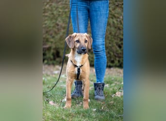 Herzensbrecher Bernie sucht sein Happy End (82515 Wolfratshausen)
