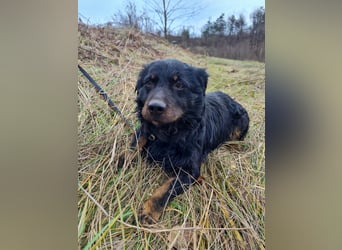 Herzenshund RALF möchte dein Schatten werden