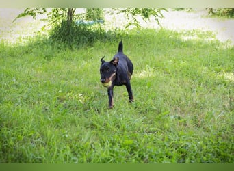 Fiepster: Sucht dringend lievolles Zuhause