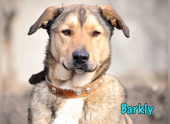Barkly geb. 06/2022 - ausgeglichener, kluger und lernwilliger Jungrüde!