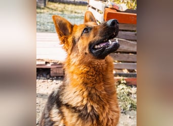 Tia ❤️ verschmuste, treue Schäferhündin