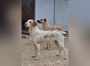 Zoe, eine tolle Familienhündin