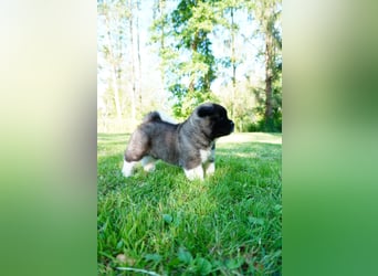 Amerikanische Akita