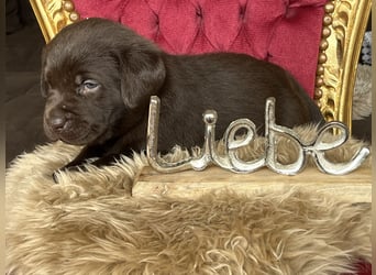 Zuckersüße Schoko Labrador