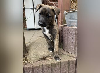 Zuckersüße Husky Mischlings Hündinnen