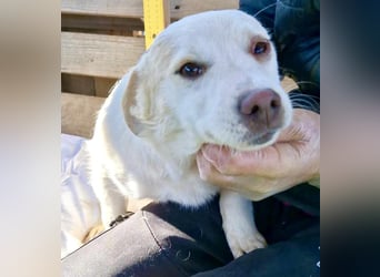 Carlotta - goldiges Hundekind