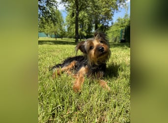 Yorkshire Mix Rüde Lenny