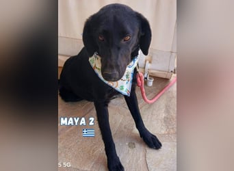 Maya,geb.05/24,kuschelbedürftiges Labrador-Mix Mädchen sucht ihre Familie