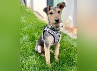❤️ superlieber PINO - 1 Jahr, 40cm - Mischling