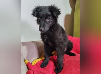 AMICO❤️ bezaubernder kroat. Schäferhund-Mix-Junge und eine pure 4-Pfoten-Amore