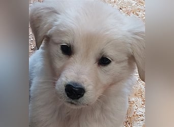 Golden Retriever X Berger blanc Suisse