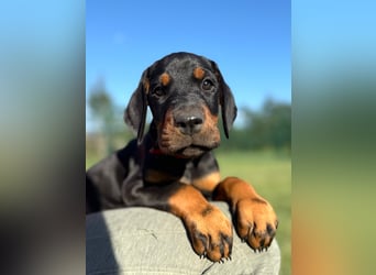Dobermann Welpen Bohemia Gotika
