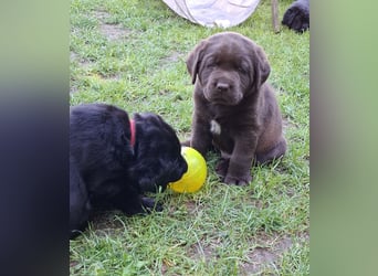 Labrador Welpen mit Ahnentafel