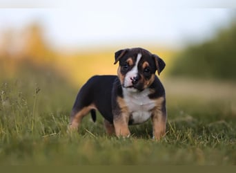 Unglaublich schöne American Bully Welpen!