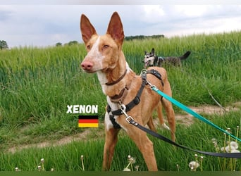 Xenon,geb.08/23,lieber Podenco sucht seine Familie,bereits in DE auf Pflegestelle in 86685 Huisheim