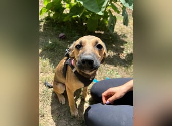 Cleo - unsere wundervolle Frohnatur