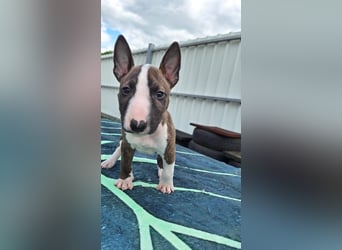 Mini bullterrier - Australian shepherd mix welpen
