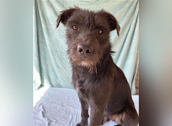 ❤️ RANDY mit den traurigen Augen - 1 Jahr, 45cm/15kg - Schnauzer-Mix