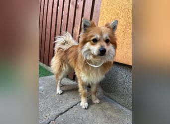 Tony SR - Ein treuer Begleiter sucht Zuhause