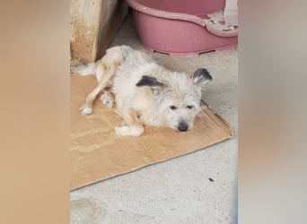CHESTA sucht ein Zuhause