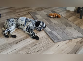 Livia - Die liebe Setterhündin ist auf Pflegestelle in Rheda-Wiedenbrück