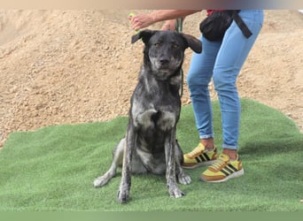 Elfie, Schäferhund-Mix, lieb und verträglich