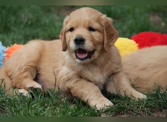 Golden Retriever Welpen vom Thüringer Wald