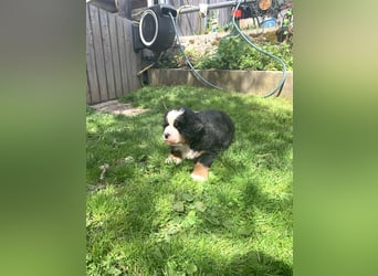 Berner Sennenhundwelpen-Welpe