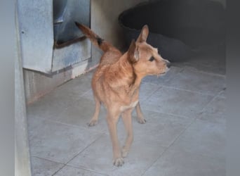 Freundliche, zarte Podenca Bilma