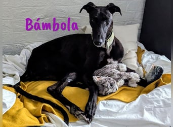 Bámbola 02/2023 (in Deutschland) - lebensfrohe, liebevolle und neugierige Galga!