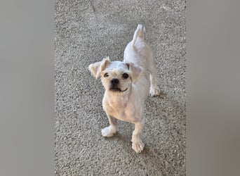 FIGARO - ein fröhlicher Zwerg sucht Zuhause oder Pflegestelle!