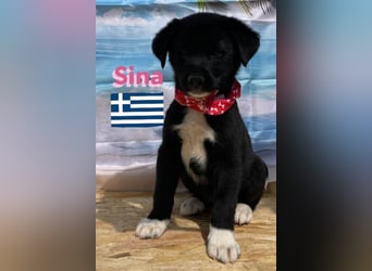 Sina,geb.02/25,liebes Hundemädchen sucht ihre Familie