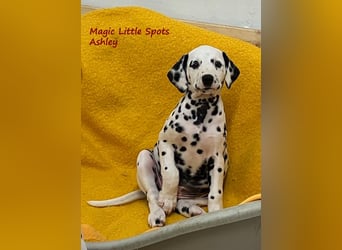 Magic Little Spots - tolle Dalmatinerwelpen aus verantwortungsvoller VDH Zucht
