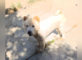 Chow-Chow Mädchen *Natascha* sucht das richtige Zuhause