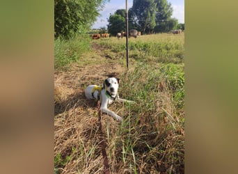 Snoopy: Die glorreichen vier Zwerge