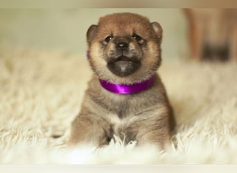 Schöne rote Shiba inu Welpen MEI, MIKA, MASARU mit FCI dokumenten