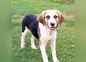 Barney - griech. Schäferhund-Mischling
