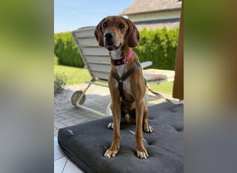 lieber Bracke Mischling Josh sucht ein Zuhause, Jagdhund, Posavski Gonic
