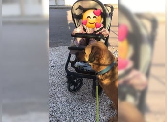 Daisy, familienfreundliche Traumhündin