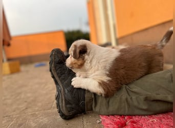 Australian Shepherd Something Special