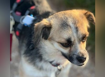 Unsere bezaubernde Polly sucht ihre Familie