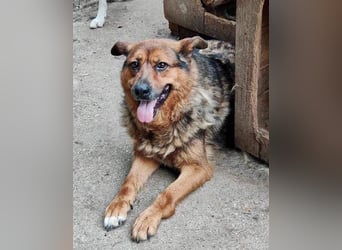 Mega verschmuste Seniorin Nikita